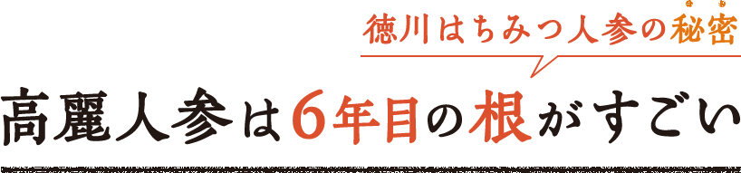 徳川はちみつ人参の秘密・高麗人参は6年めの根がすごい